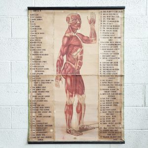 poster anatomico