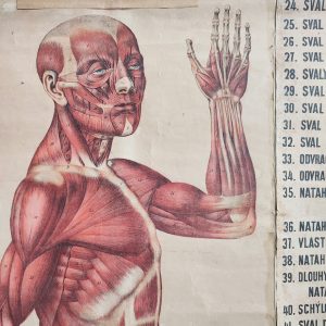 poster anatomico