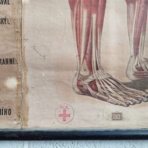 poster anatomico