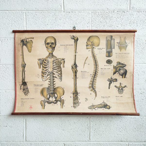 poster anatomico