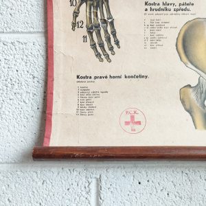 poster anatomico