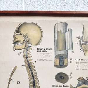 poster anatomico